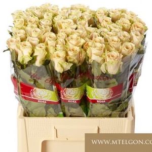 ROSE CHARMANT 40